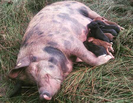 Fishers Mobile Farm's Polly at her new home in Bowland Wild Boar Park with her new babies